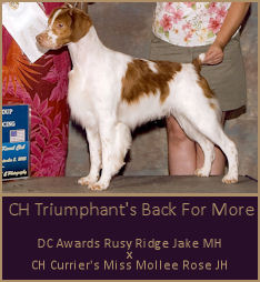 CH Triumphant's Back For More